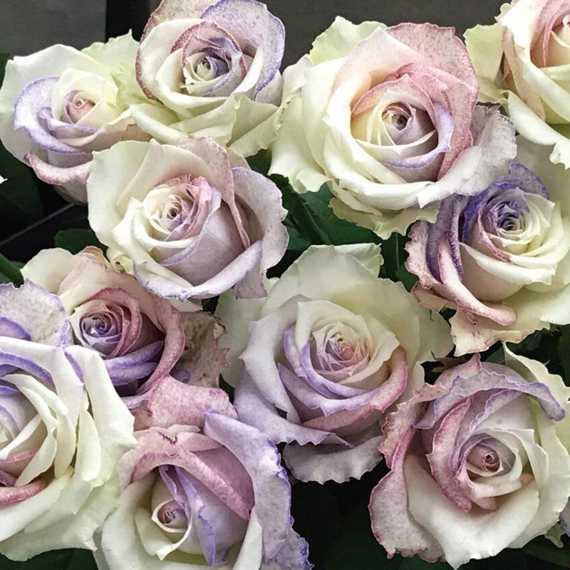 パレス化学 切花着色剤 ファンタジー 1L クリア うすめ液 切り花 着色 レインボー フラワー アレンジ 切り花着色剤 Z |  | 02