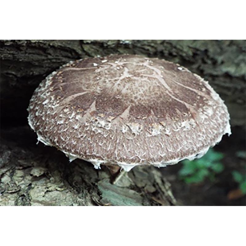 500個入 種駒 しいたけ KM-1号 丸棒型 食用きのこ菌 キノコ 椎茸 シイタケ 椎茸種駒 加川椎茸 福S 代引不可 返品不可 | 加川椎茸 | 01