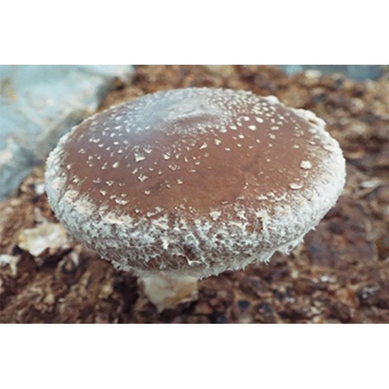 500個入 種駒 しいたけ KM-8号 丸棒型 食用きのこ菌 キノコ 椎茸 シイタケ 加川椎茸 福S 代引不可 返品不可 |  | 01