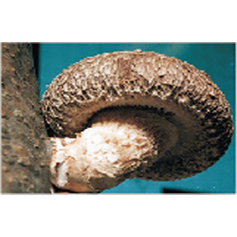 500個入 種駒 しいたけ KM-10号 丸棒型 食用きのこ菌 キノコ 椎茸 シイタケ 加川椎茸 福S 代引不可 返品不可 |  | 01