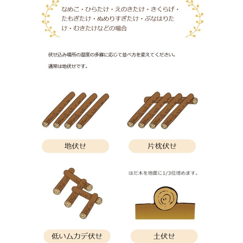 250個入 種駒 しいたけ KM-10号 丸棒型 食用きのこ菌 キノコ 椎茸 シイタケ 椎茸種駒 加川椎茸 米S DZ 返品不可 | 加川椎茸 | 04