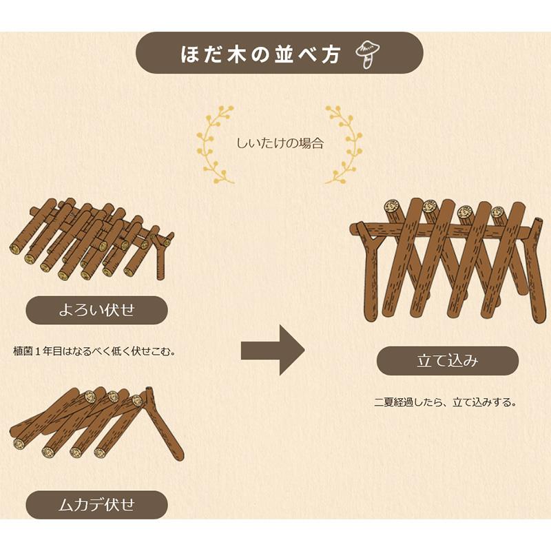 500個入 種駒 しいたけ KM-11号 丸棒型 食用きのこ菌 キノコ 椎茸 シイタケ 椎茸種駒 加川椎茸 米S DZ 返品不可 | 加川椎茸 | 04