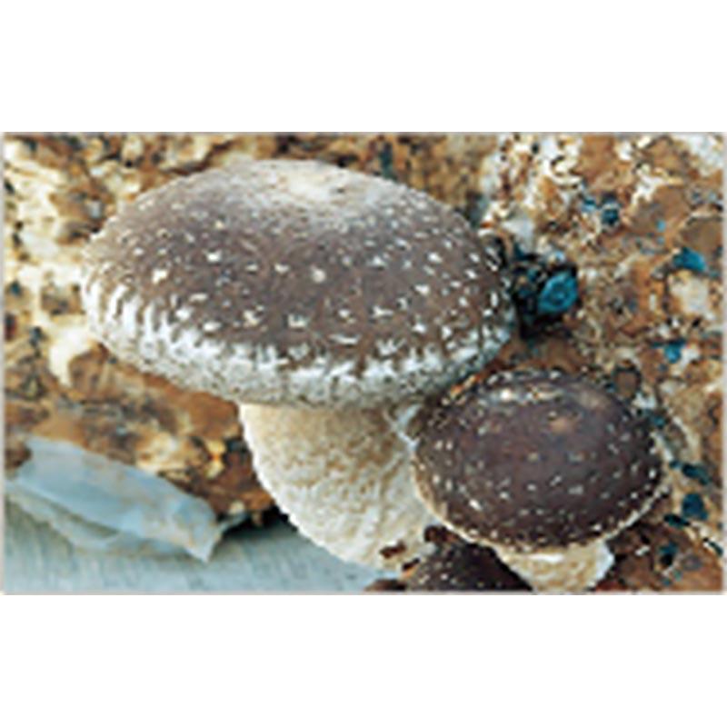 250個入 種駒 しいたけ KM-11号 丸棒型 食用きのこ菌 キノコ 椎茸 シイタケ 加川椎茸 福S 代引不可 返品不可 |  | 01