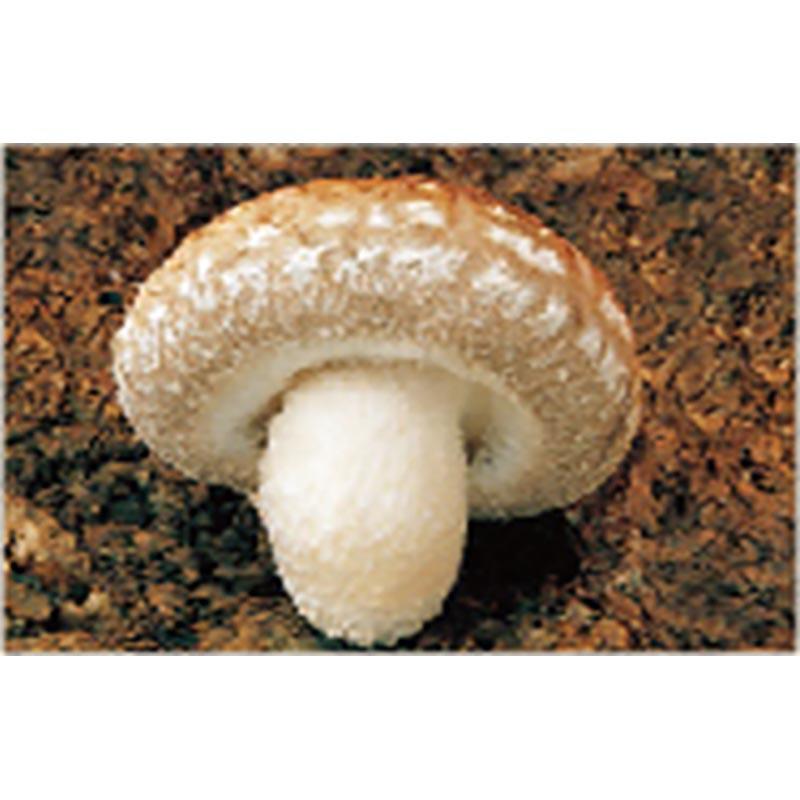 500個入 種駒 しいたけ KM-16号 丸棒型 食用きのこ菌 キノコ 椎茸 シイタケ 椎茸種駒 加川椎茸 福S 代引不可 返品不可 |  | 01