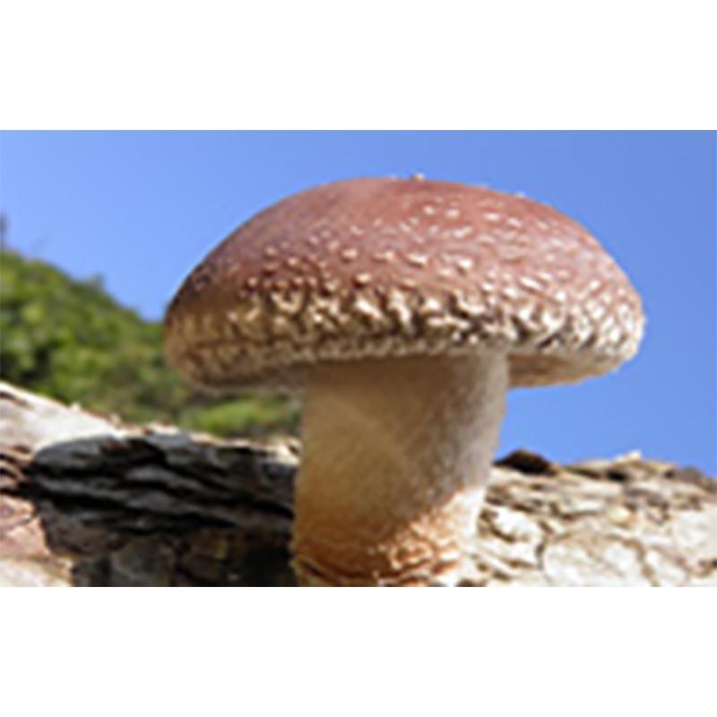 種菌 オガクズ菌 1500cc 瓶入り しいたけ KM-18号 食用きのこ菌 キノコ 椎茸 シイタケ 加川椎茸 福S 代引不可 返品不可 |  | 01