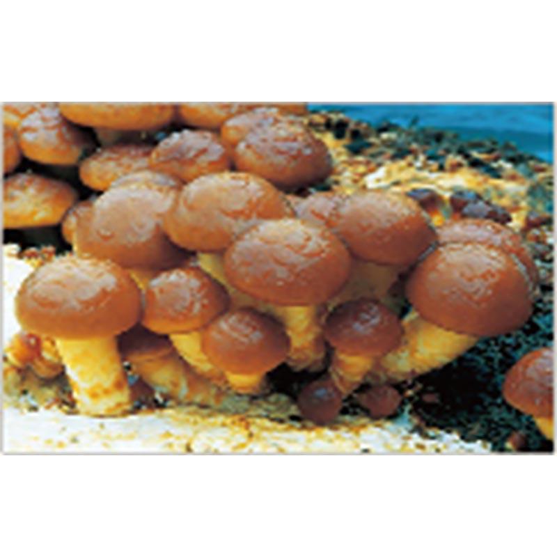 500個入 種駒 なめこ 極早生1号 丸棒型 食用きのこ菌 キノコ なめこ菌 ナメコ 加川椎茸 福S 代引不可 返品不可 | 加川椎茸 | 01