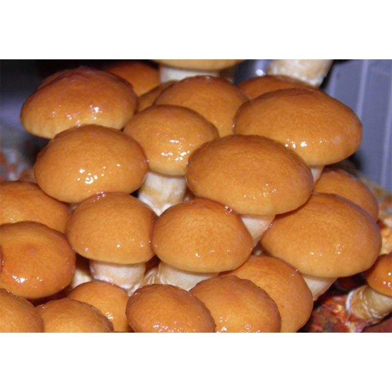 500個入 種駒 なめこ KM-88号 丸棒型 食用きのこ菌 キノコ なめこ菌 ナメコ 加川椎茸 福S 代引不可 返品不可 |  | 01