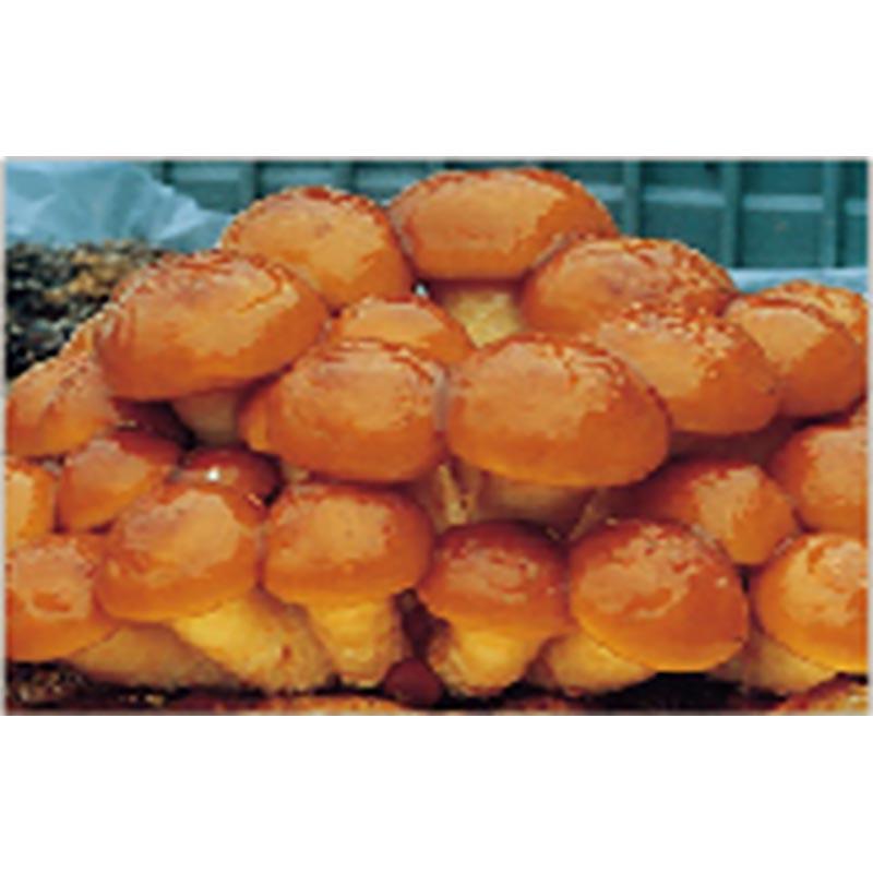 500個入 種駒 なめこ KM-58号 丸棒型 食用きのこ菌 キノコ なめこ菌 ナメコ 加川椎茸 福S 代引不可 返品不可 |  | 01