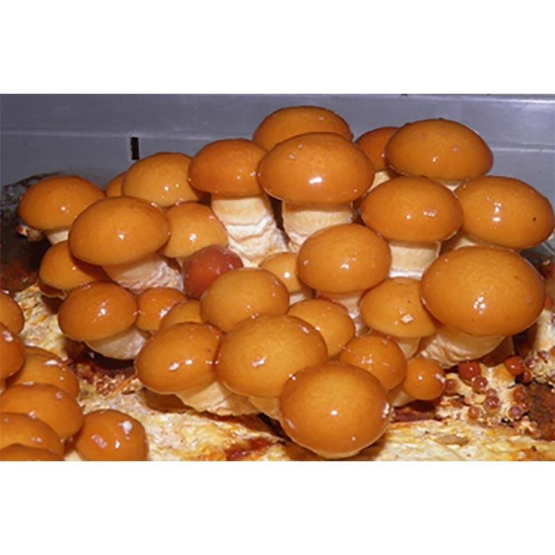 500個入 種駒 なめこ KM-87号 丸棒型 食用きのこ菌 キノコ なめこ菌 ナメコ 加川椎茸 福S 代引不可 返品不可 |  | 01