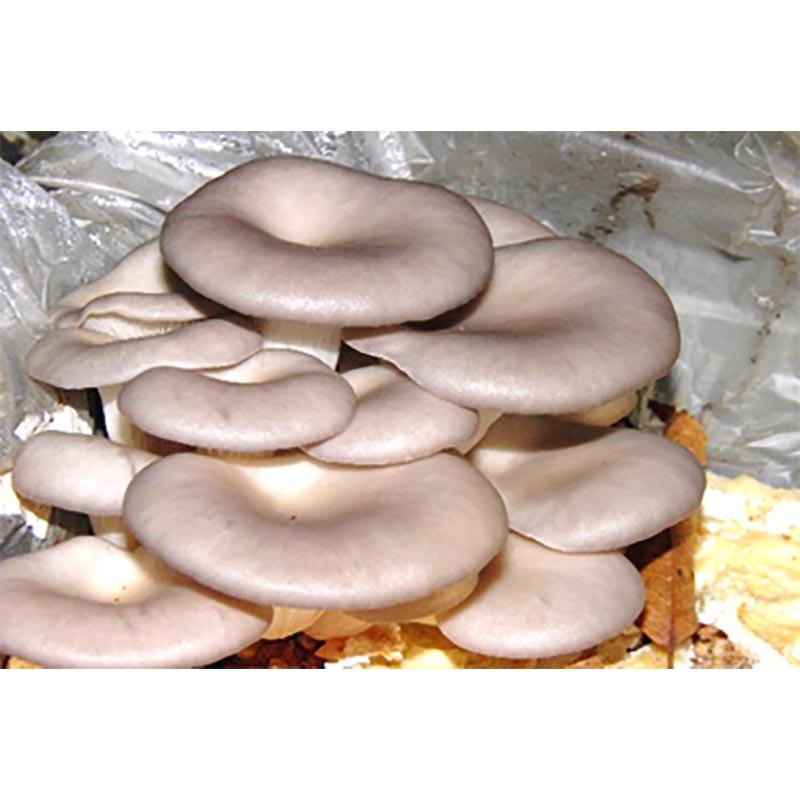 種菌 オガクズ菌 1500cc 瓶入り ひらたけ KM早生 人工しめじ 食用きのこ菌 キノコ ひらたけ菌 ヒラタケ 加川椎茸 福S 代引不可 返品不可 |  | 01