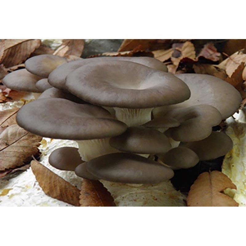 500個入 種駒 ひらたけ KM晩生 丸棒型 人工しめじ 食用きのこ菌 キノコ ひらたけ菌 ヒラタケ 加川椎茸 福S 代引不可 返品不可 |  | 01