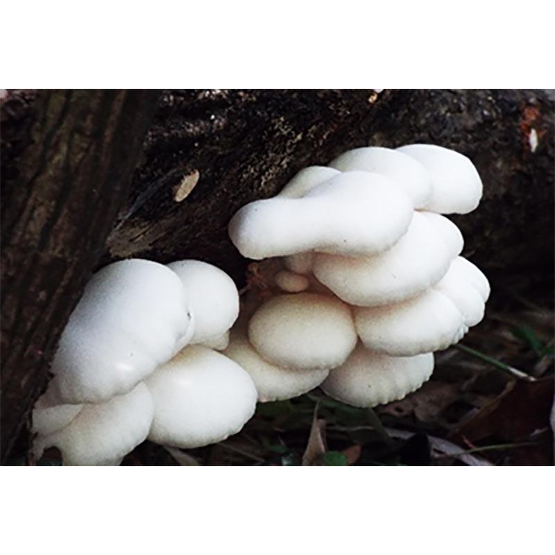 種菌 オガクズ菌 1500cc 瓶入り ひらたけ KMホワイト 人工しめじ 食用きのこ菌 キノコ ひらたけ菌 ヒラタケ 加川椎茸 福S 代引不可 返品不可 |  | 01