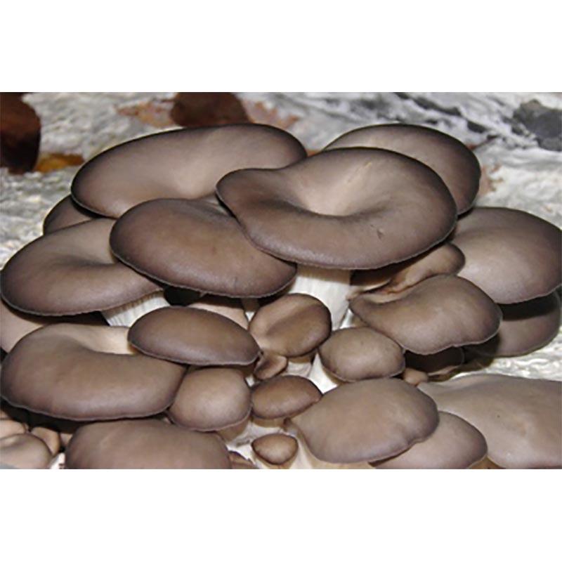 種菌 オガクズ菌 1500cc 瓶入り ひらたけ KM中生 人工しめじ 食用きのこ菌 キノコ ひらたけ菌 ヒラタケ 加川椎茸 福S 代引不可 返品不可 |  | 01