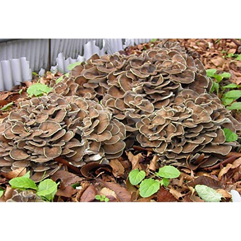 種菌 オガクズ菌 1500cc 瓶入り まいたけ 食用きのこ菌 キノコ マイタケ 舞茸 加川椎茸 福S 代引不可 返品不可 | 加川椎茸 | 01