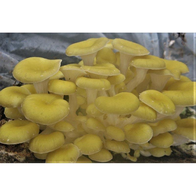 500個入 種駒 たもぎたけ ゴールデンシメジ 丸棒型 食用きのこ菌 キノコ タモギタケ 加川椎茸 福S 代引不可 返品不可 |  | 01