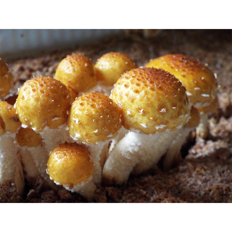 種菌 オガクズ菌 1500cc 瓶入り ぬめりすぎたけ 食用きのこ菌 キノコ ヌメリスギタケ 滑杉茸 加川椎茸 福S 代引不可 返品不可 | 加川椎茸 | 01
