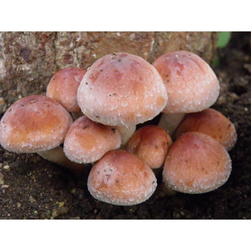 500個入 種駒 くりたけ 丸棒型 食用きのこ菌 キノコ クリタケ 加川椎茸 福S 代引不可 返品不可 | 加川椎茸 | 01