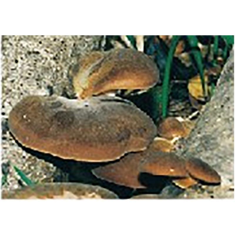 種菌 オガクズ菌 1500cc 瓶入り むきたけ 食用きのこ菌 キノコ ムキタケ 加川椎茸 福S 代引不可 返品不可 | 加川椎茸 | 01