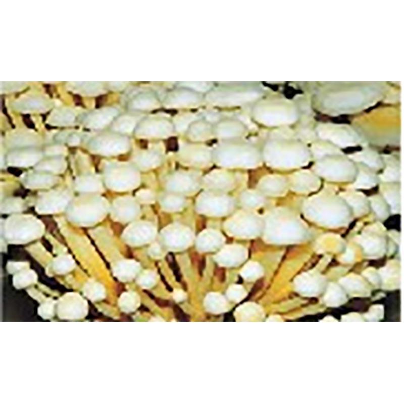 種菌 オガクズ菌 1500cc 瓶入り えのきたけ 食用きのこ菌 キノコ エノキダケ エノキタケ えのき茸 加川椎茸 福S 代引不可 返品不可 | 加川椎茸 | 01