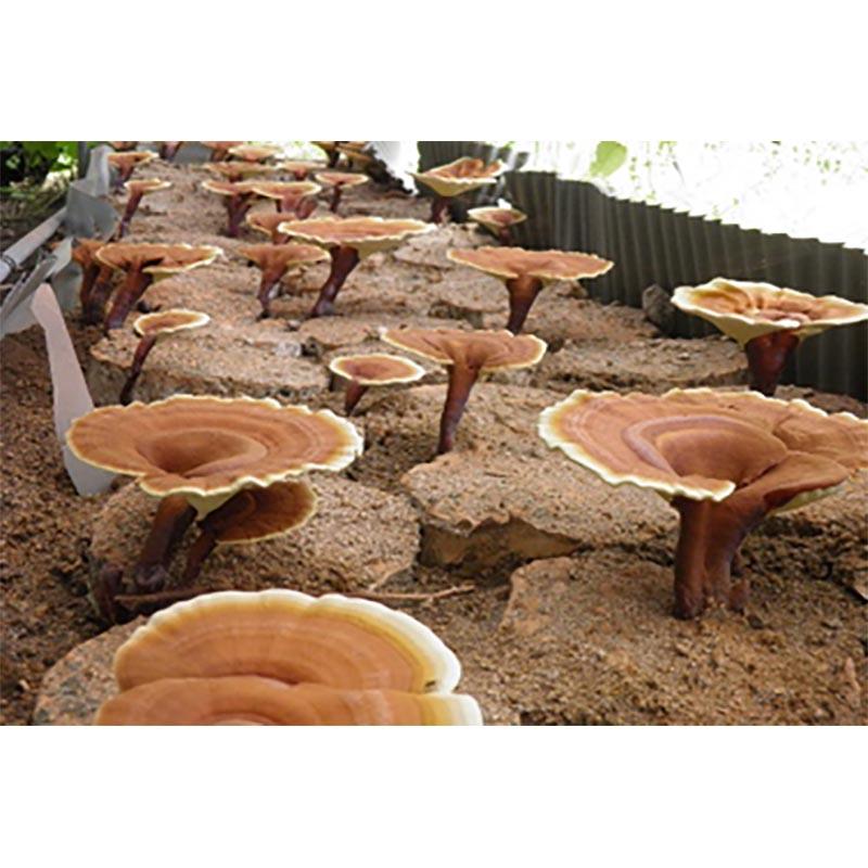 500個入 種駒 まんねんたけ 霊芝 丸棒型 食用きのこ菌 キノコ