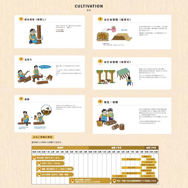 500個入 種駒 まんねんたけ 霊芝 丸棒型 食用きのこ菌 キノコ マンネンタケ 万年茸 加川椎茸 福S 代引不可 返品不可 |  | 02