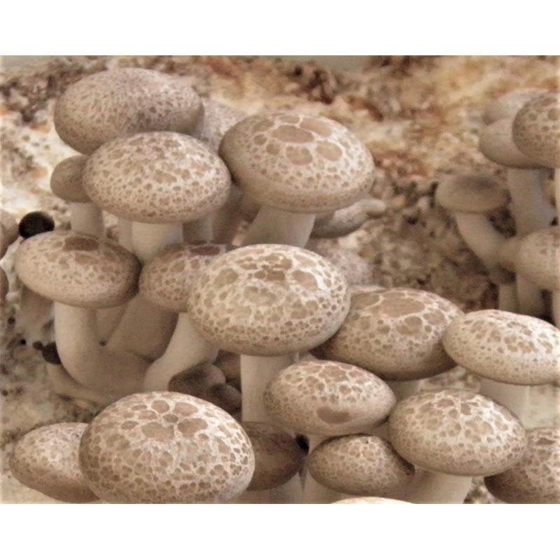 種菌 オガクズ菌 1500cc 瓶入り ぶなしめじ 食用きのこ菌 キノコ ブナシメジ 加川椎茸 福S 代引不可 返品不可 | 加川椎茸 | 01