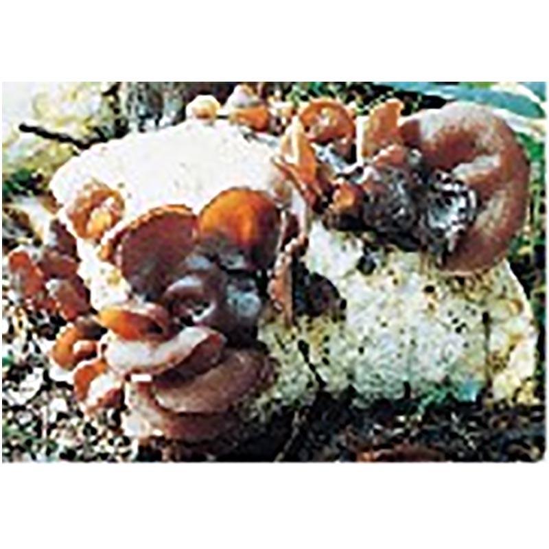 種菌 オガクズ菌 1500cc 瓶入り あらげきくらげ 食用きのこ菌 キノコ アラゲキクラゲ きくらげ 加川椎茸 福S 代引不可 返品不可 | 加川椎茸 | 01