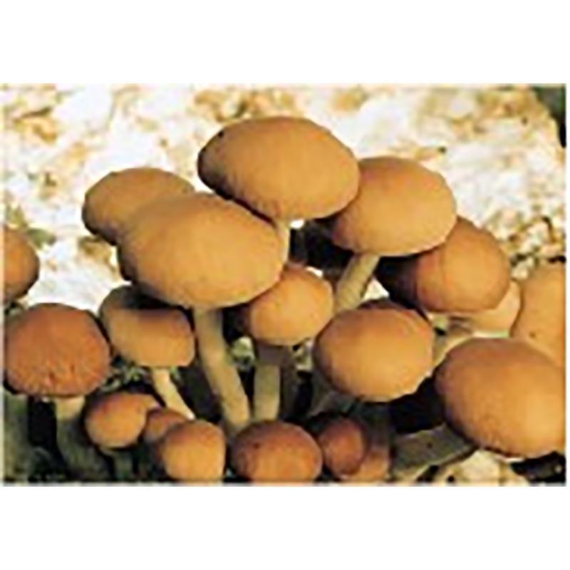 種菌 オガクズ菌 1500cc 瓶入り やなぎまつたけ 食用きのこ菌 キノコ ヤナギマツタケ 柳松茸 加川椎茸 福S 代引不可 返品不可 | 加川椎茸 | 01