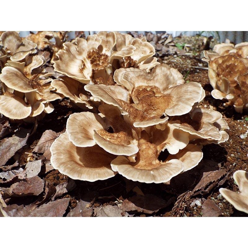 種菌 オガクズ菌 1500cc 瓶入り とんびまいたけ 食用きのこ菌 キノコ トンビマイタケ 鳶舞茸 加川椎茸 福S 代引不可 返品不可 | 加川椎茸 | 01