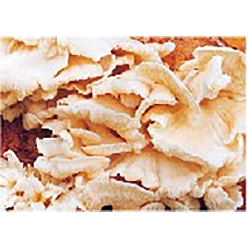 種菌 オガクズ菌 1500cc 瓶入り ぶなはりたけ 食用きのこ菌 キノコ ブナハリタケ 加川椎茸 福S 代引不可 返品不可 | 加川椎茸 | 01