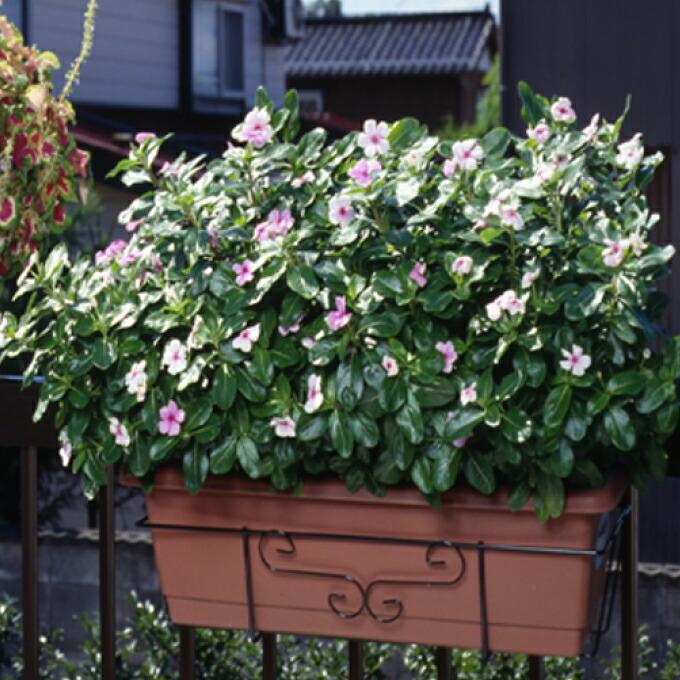 フラワーエンゼル ST型 No.250 黒色 小KD |  | 01