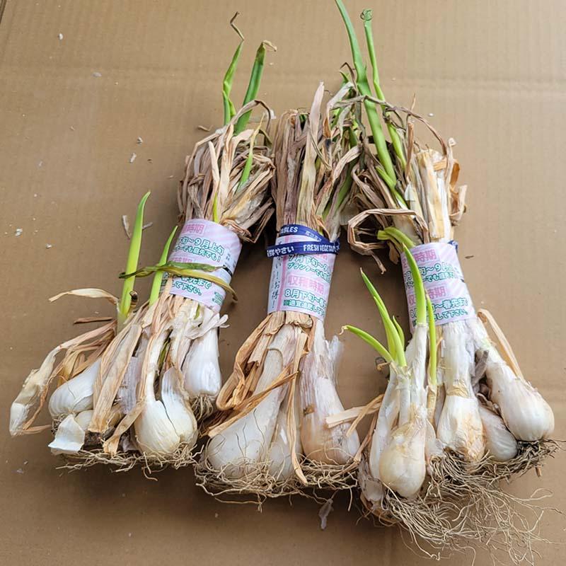 約600g (200g 3束) 干し葱苗 栽培用 干しネギ 苗 ほしねぎ 干し ネギ 家庭菜園 ガーデニング プランター 米S 代引不可 |  | 01