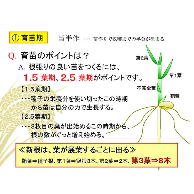 発泡型投げ込み剤 ファイトアップ 水田用 50g×10錠 ファイトクローム 肥料 メチオニン 根張り向上 10アール分 レンコンにも ファイト・アップ 新ク D |  | 02