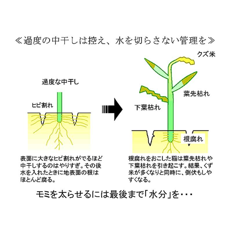 発泡型投げ込み剤 ファイトアップ 水田用 50g×10錠 ファイトクローム 肥料 メチオニン 根張り向上 10アール分 レンコンにも ファイト・アップ 新ク D |  | 05