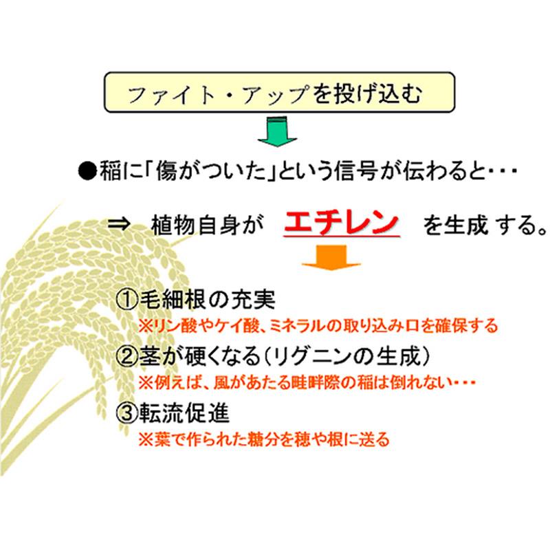 発泡型投げ込み剤 ファイトアップ 水田用 50g×10錠 ファイトクローム 肥料 メチオニン 根張り向上 10アール分 レンコンにも ファイト・アップ 新ク D |  | 06