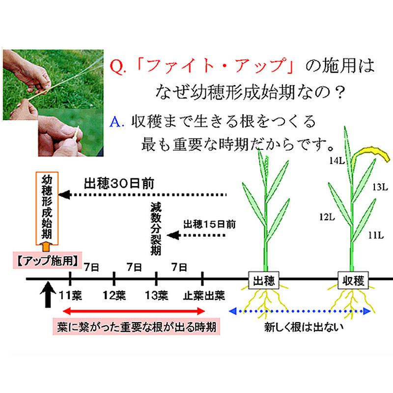 発泡型投げ込み剤 ファイトアップ 水田用 50g×10錠 ファイトクローム 肥料 メチオニン 根張り向上 10アール分 レンコンにも ファイト・アップ 新ク D |  | 07