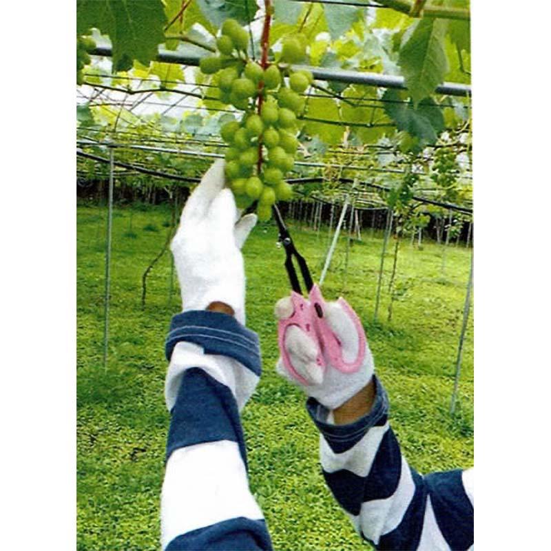 首長ぶどう鋏 先丸 直刃 No.B-6L ブドウ 鋏 はさみ ハサミ 園芸 ガーデニング 農業 果樹 葡萄 サボテン カSD |  | 03