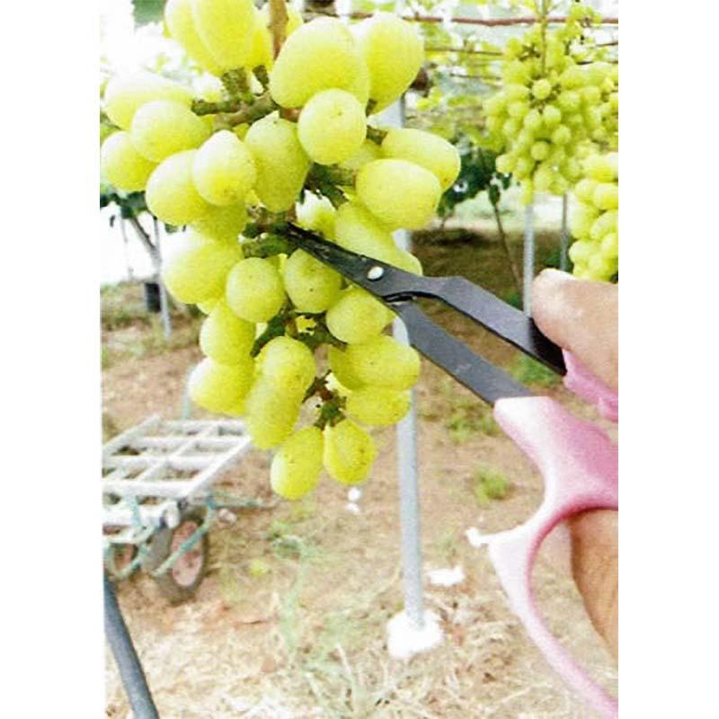首長ぶどう鋏 先丸 そり刃 No.B-6ML ブドウ 鋏 はさみ ハサミ 園芸 ガーデニング 農業 果樹 葡萄 サボテン カSD |  | 04