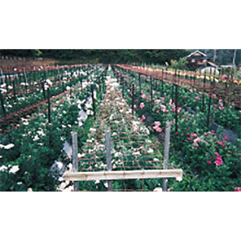 輸入フラワーネット 400d 24本×10枚 茶 15cm目×6目×100m HC29803 フラワーネット 花 栽培 ネット 農業 日本マタイ 代引不可 |  | 01