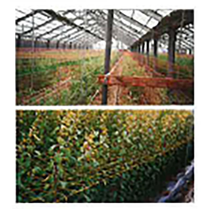 ＼在庫限り大特価／ 輸入フラワーネット 400d 24本×10枚 茶 20cm目×5目×100m HC29811 フラワーネット 花 栽培 ネット 農業 日本マタイ 代引不可 |  | 02