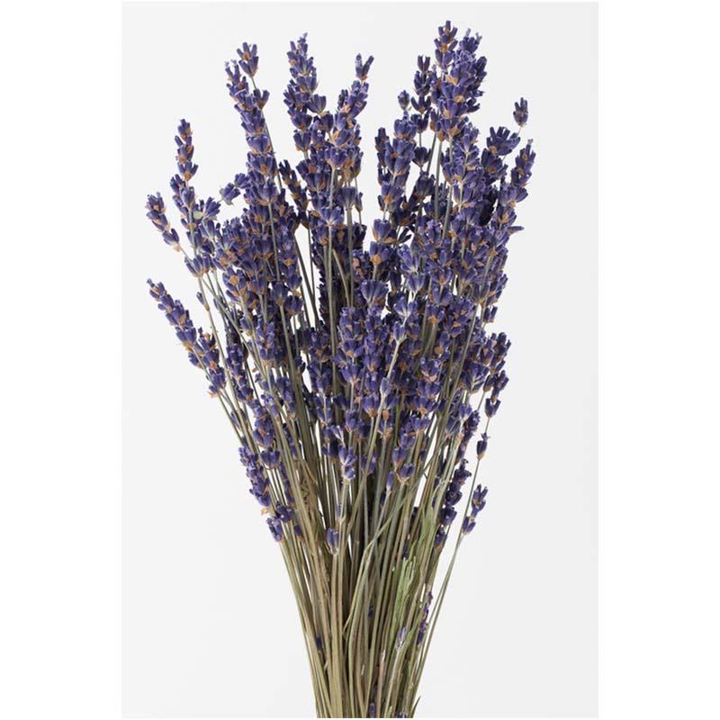 ラベンダー・イタリー N 76-10040-0 ラベンダー ドライフラワー フラワーアレンジメント 花材 大地農園 松K 代引不可 | 