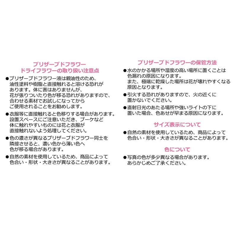 ポンポン菊 ミディー 9輪入 76-2646 菊 プリザーブドフラワー フラワーアレンジ 花材 大地農園 松K 代引不可 |  | 02