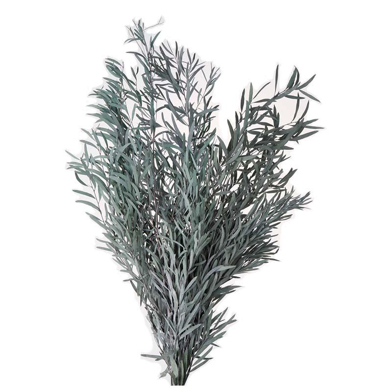 ユーカリ・ニコリ パウダーグリーン 76-2480-722 ユーカリ プリザーブドフラワー プリザーブドグリーン 花材 大地農園 松K 代引不可 | 