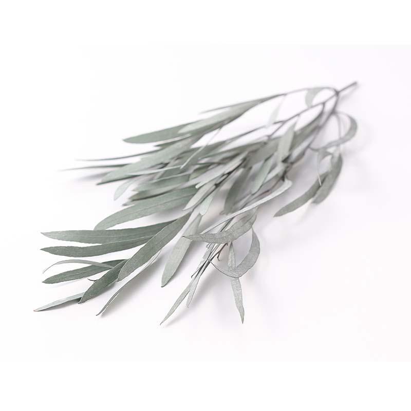 ユーカリ・ニコリ パウダーグリーン 76-2480-722 ユーカリ プリザーブドフラワー プリザーブドグリーン 花材 大地農園 松K 代引不可 |  | 01