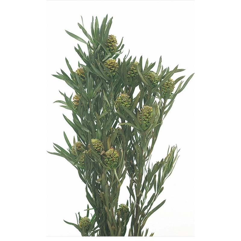 サリグナム 実付 グリーン 76-2060-700 プリザーブドフラワー プリザーブドグリーン 花材 大地農園 松K 代引不可 | 