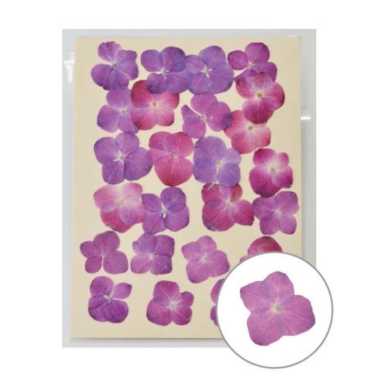 12月スーパーsale 押し花 アジサイ パープル 24輪入 Moo 06 197 06 7 紫陽花 あじさい 押花 おしばな フラワーアレンジメント 花材 手芸 松k 代引不可 Originaljustturkey Com