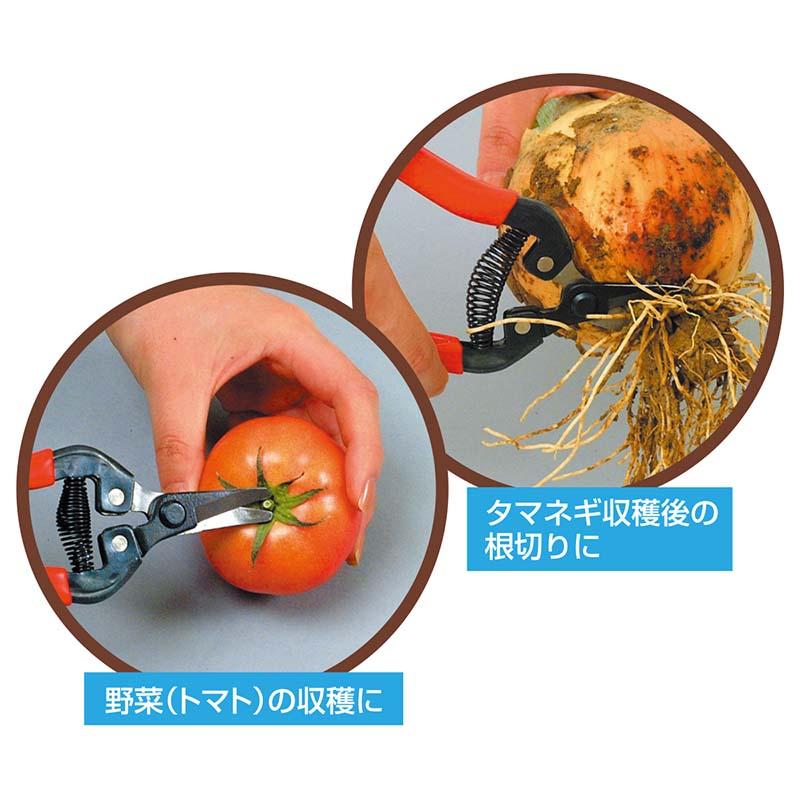 先曲り 収穫鋏 170mm No.SR-001 収穫 はさみ 鋏 園芸 龍宝丸 高芝ギムネ 三冨D |  | 01