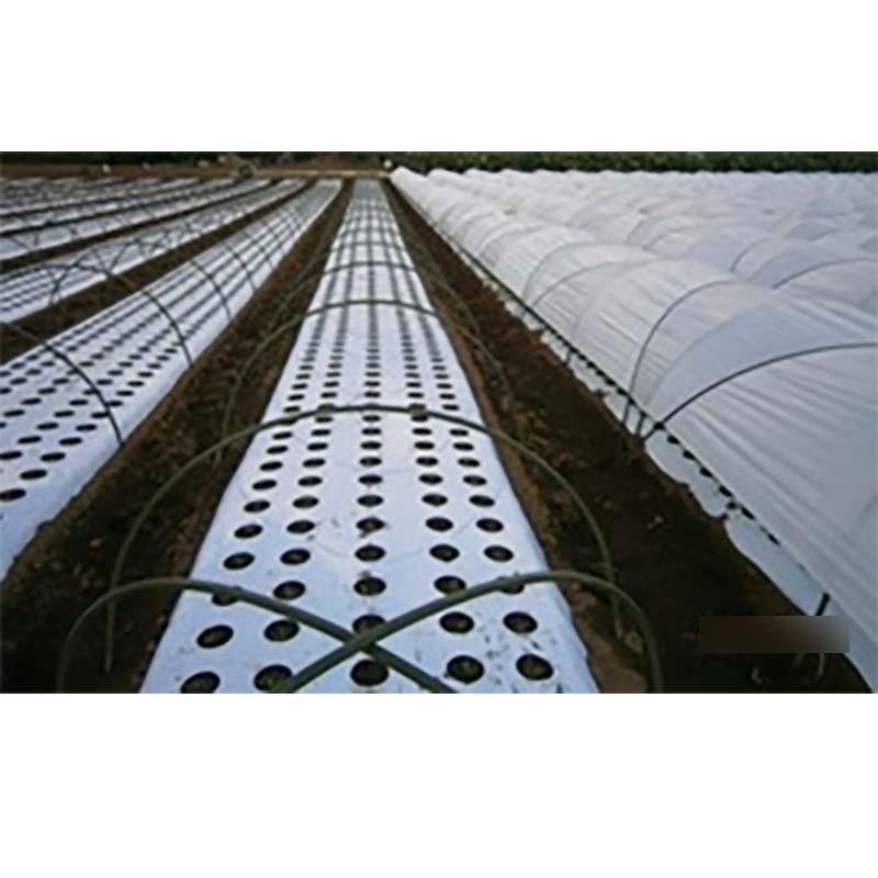 5本 ノックアウトマルチ 透明 KO-N 135cm×200m KOマルチ 農業 マルチ みかど化工 カ施 代引不可 | 