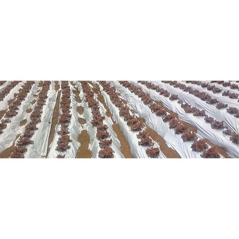 3本 銀黒ダブルマルチ SB25 135cm×200m 農業 銀黒 二層フィルム マルチ みかど化工 カ施 代引不可 |  | 01