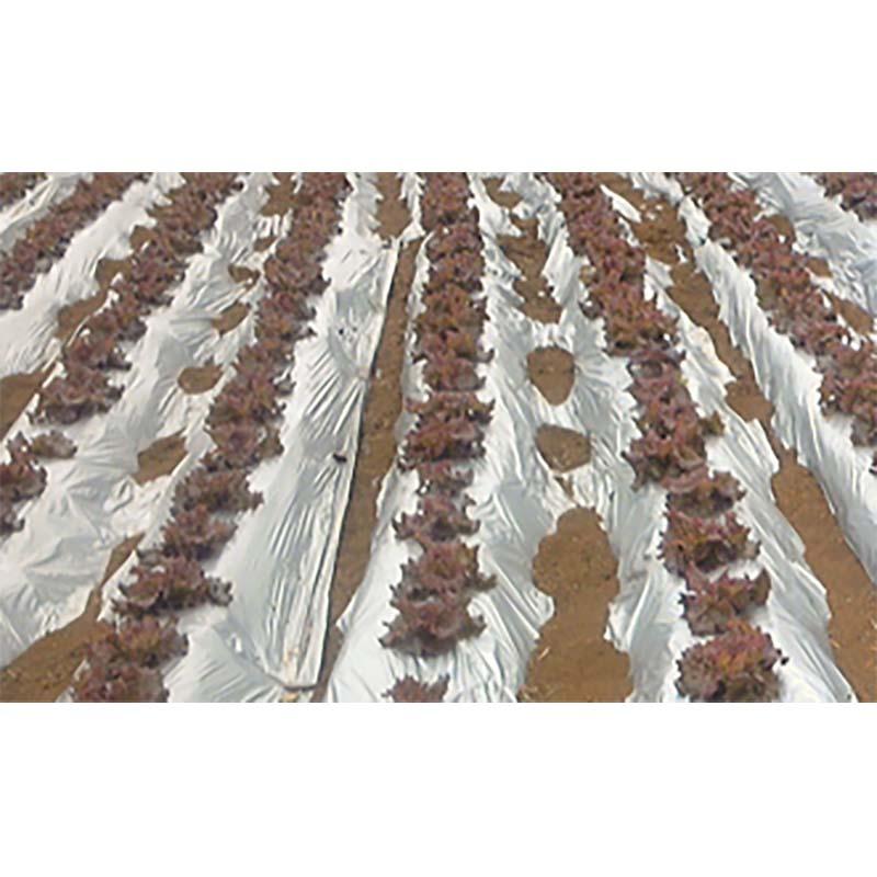 3本 銀黒ダブルマルチ Sタイプ SB-S 95cm×200m 農業 銀黒 二層フィルム マルチ みかど化工 カ施 代引不可 | 